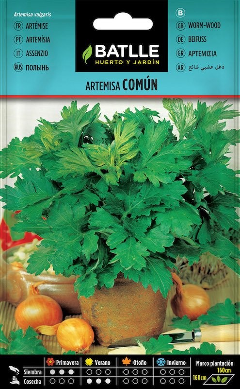 SOBRE BTLL ARTEMISA COMUN (ARTEMISA VULGARIS)