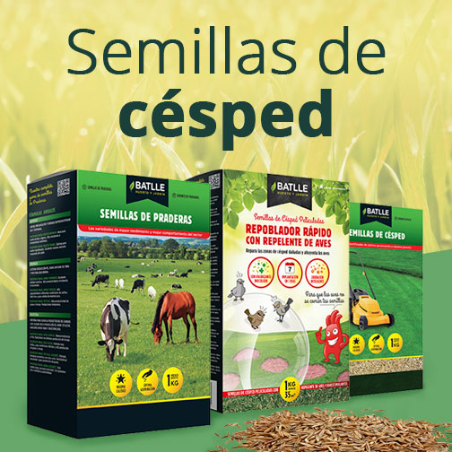 Semillas de césped